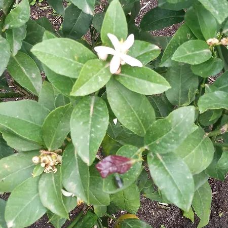 בית הארחה Vulkanohome