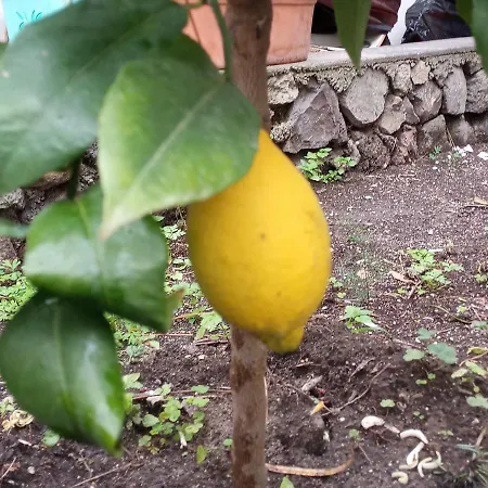 Vulkanohome * וולקאנו